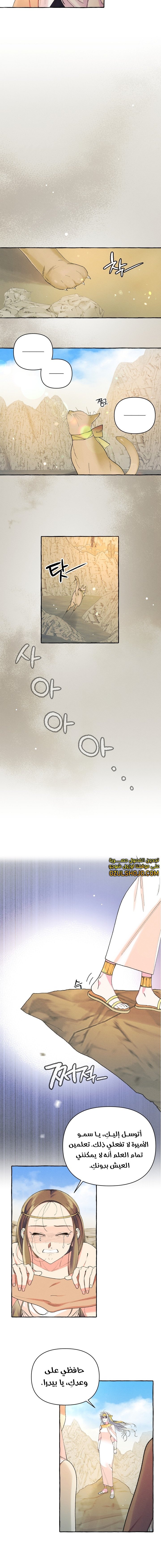 Acacia - 6