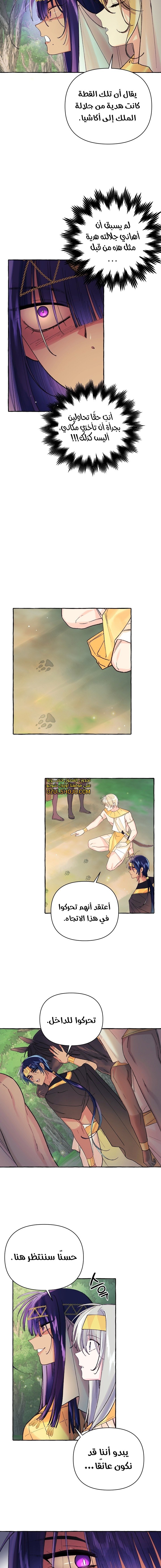Acacia - 5